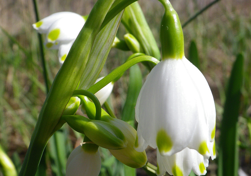  літній (Leucojum aestivum).